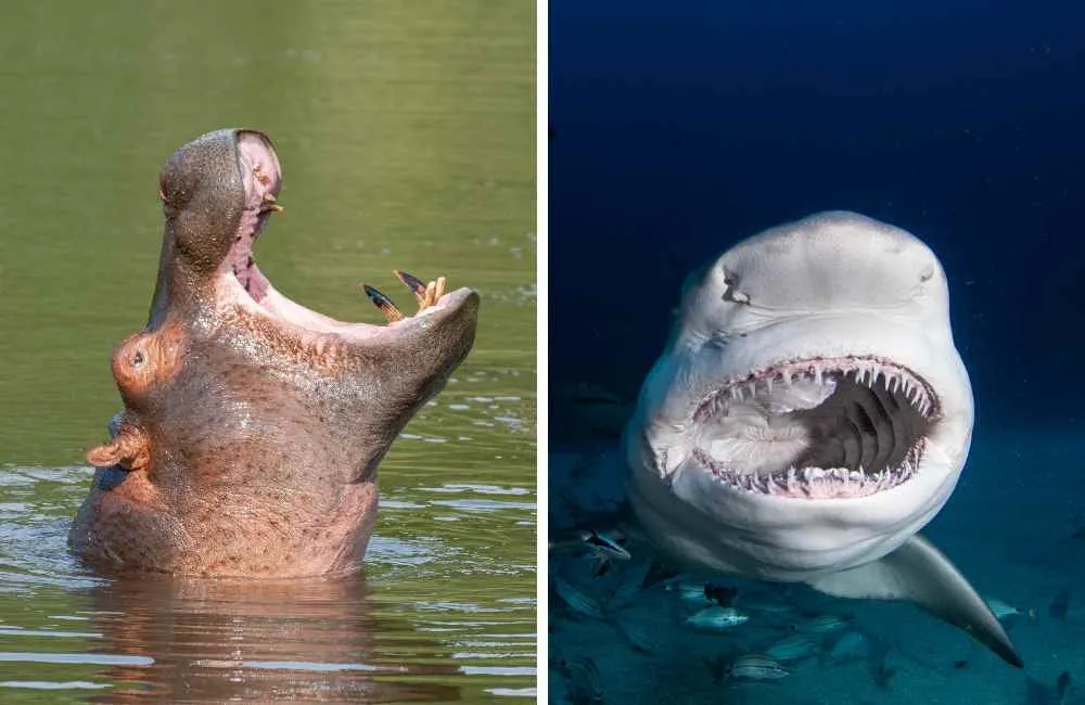 Hippo and Great white Shark
