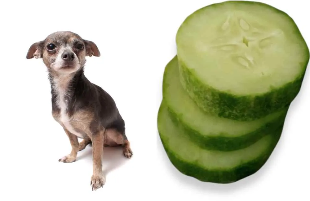 Dog timidly looking at cucumber