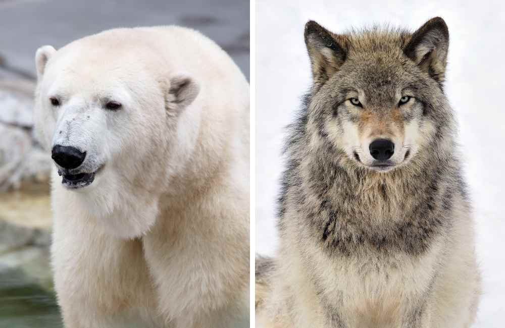 Polar bear and artic wolf side by side