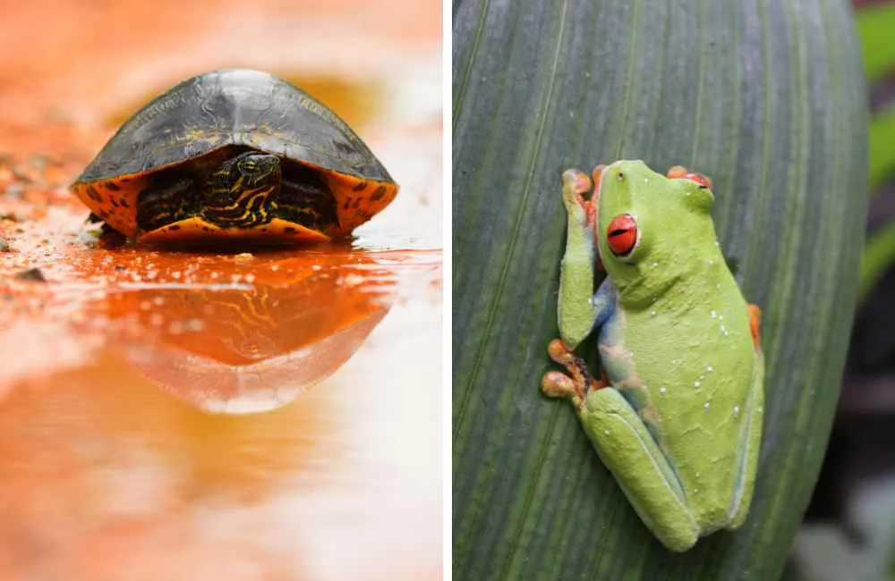 Turtle or Frog